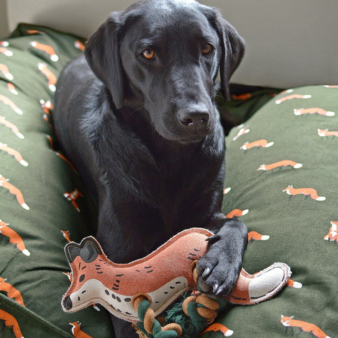 Dog Toy