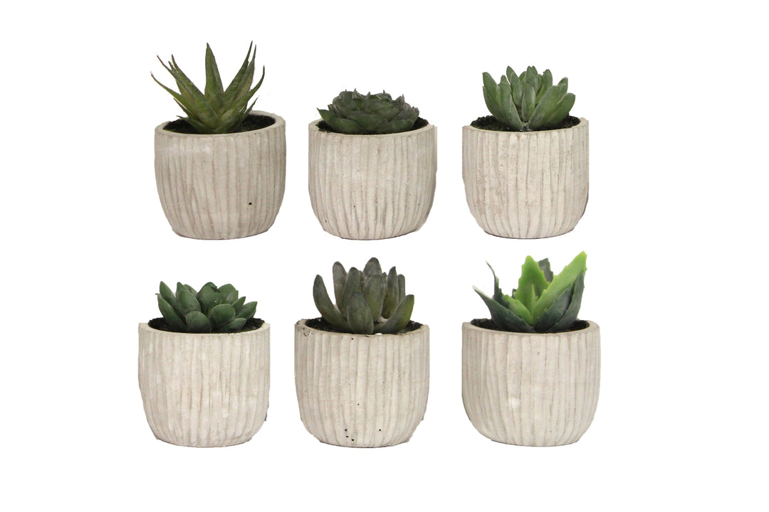 Pottend Mini Ornamental Succulent