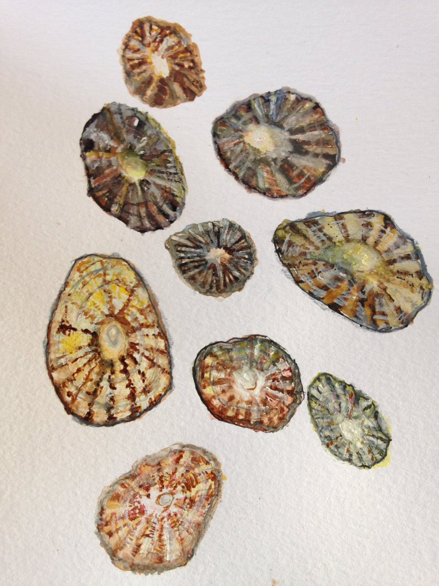 A4 Limpet Shells Unframed Print