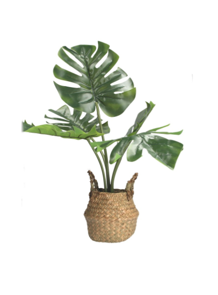 Faux Cheeseplant in Rattan Basket