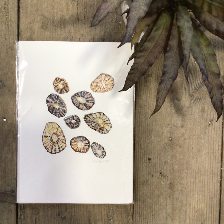 A4 Limpet Shells Unframed Print