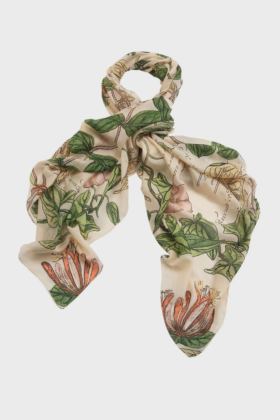 Scarf Honeysuckle